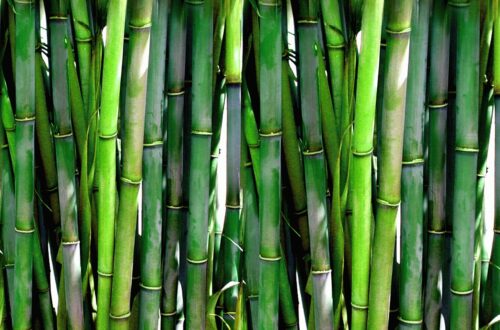 bamboo, forest, green-20936.jpg