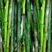 bamboo, forest, green-20936.jpg