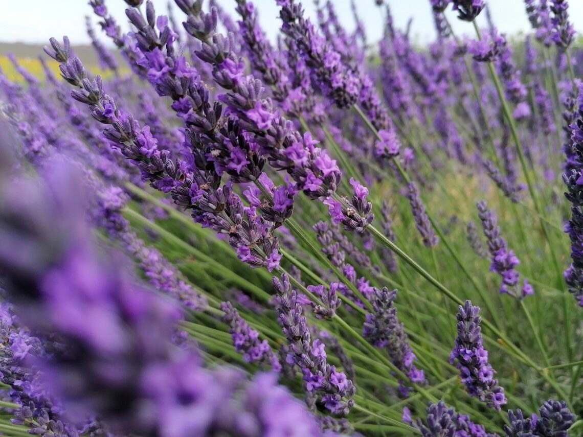 lavander, lavander field, french-5367669.jpg