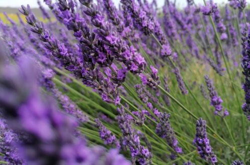 lavander, lavander field, french-5367669.jpg