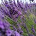 lavander, lavander field, french-5367669.jpg