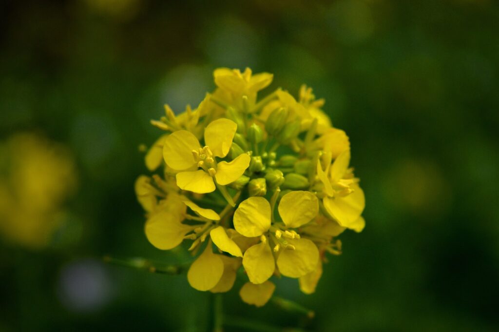 mustard flower, yellow, green-3825019.jpg