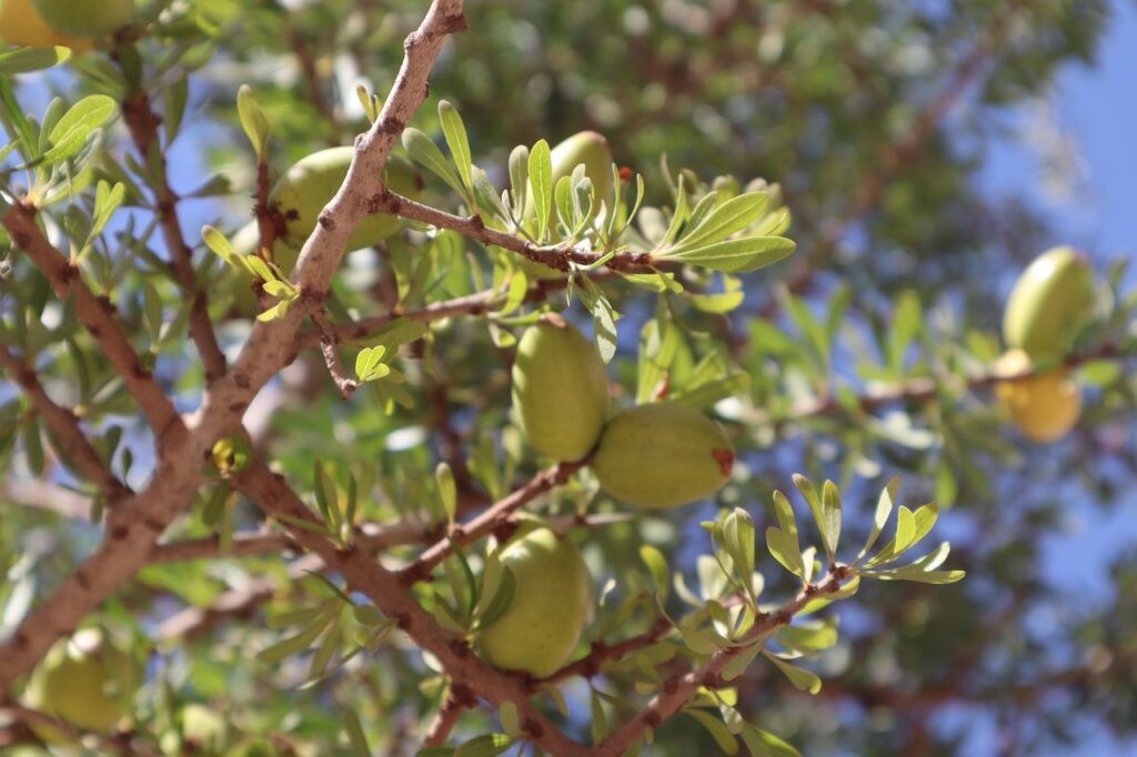 olive, olives, green-4953584.jpg