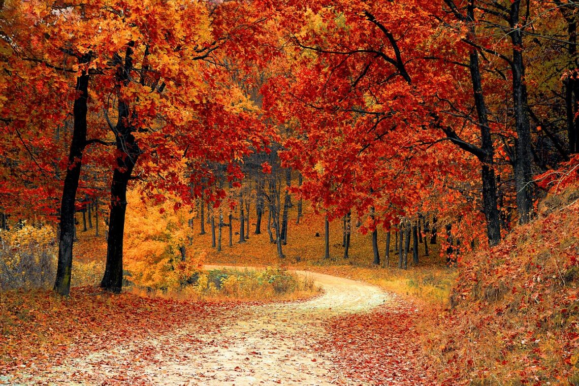 road, forest, fall-1072821.jpg