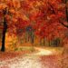 road, forest, fall-1072821.jpg