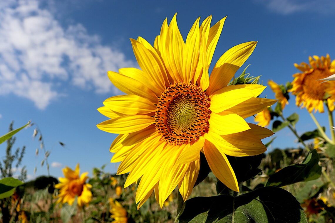 sunflower, plants, fields-5395106.jpg