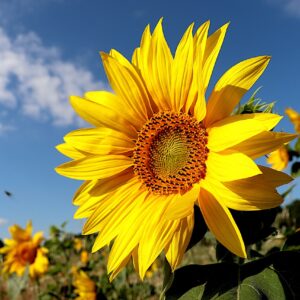 sunflower, plants, fields-5395106.jpg