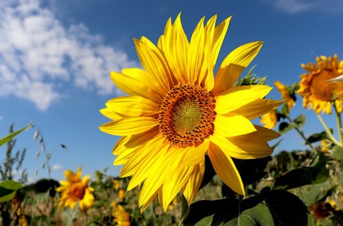 sunflower, plants, fields-5395106.jpg