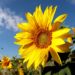 sunflower, plants, fields-5395106.jpg