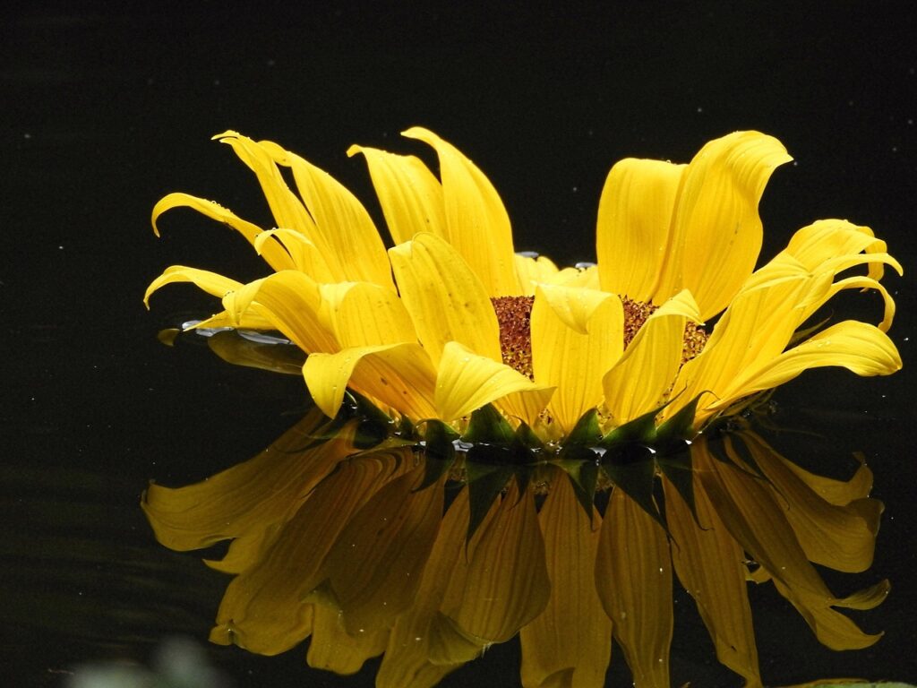 yellow, sunflower, reflection-2717898.jpg