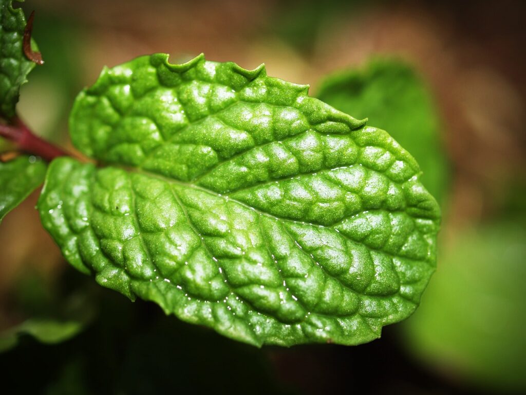 mint, leaf, menthol-1549249.jpg