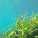 seaweed, underwater, kelp-1129226.jpg