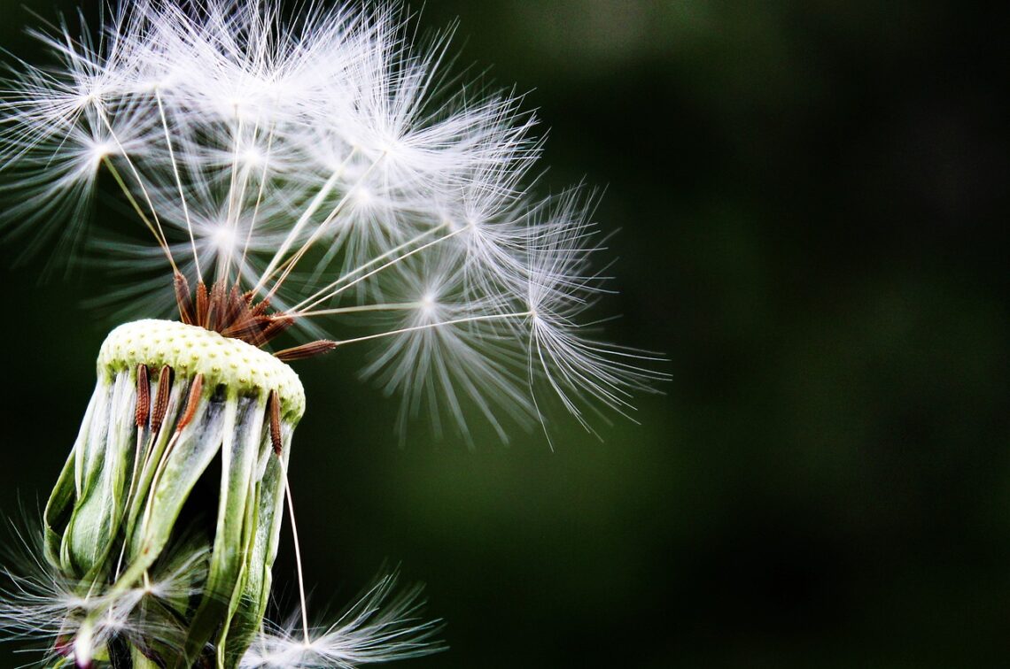 dandelion, seeds, pointed flower-1452219.jpg