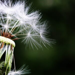 dandelion, seeds, pointed flower-1452219.jpg