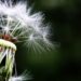 dandelion, seeds, pointed flower-1452219.jpg