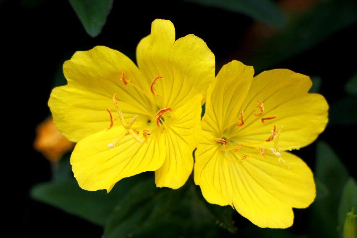 evening primrose, plant, flower-1458681.jpg