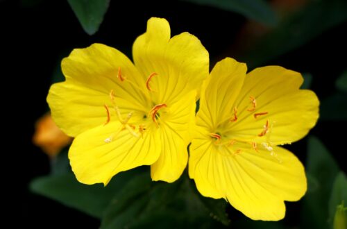 evening primrose, plant, flower-1458681.jpg