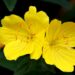 evening primrose, plant, flower-1458681.jpg