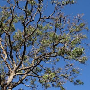 tree, azadirachta indica, neem tree-277970.jpg