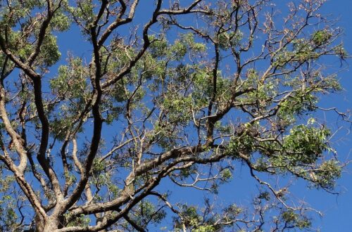 tree, azadirachta indica, neem tree-277970.jpg