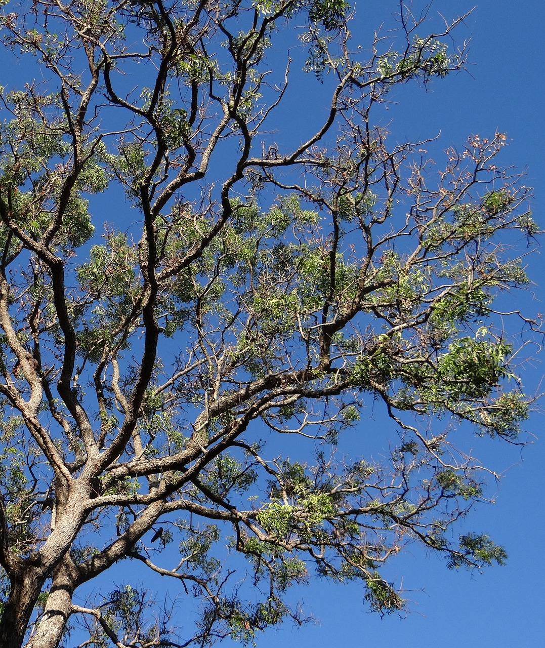 tree, azadirachta indica, neem tree-277970.jpg