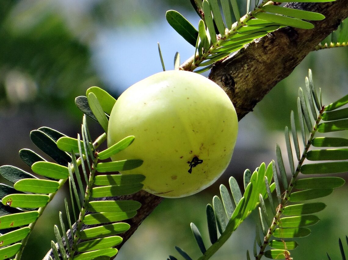 indian gooseberry, nature, amla-337445.jpg