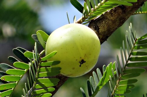 indian gooseberry, nature, amla-337445.jpg