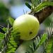 indian gooseberry, nature, amla-337445.jpg